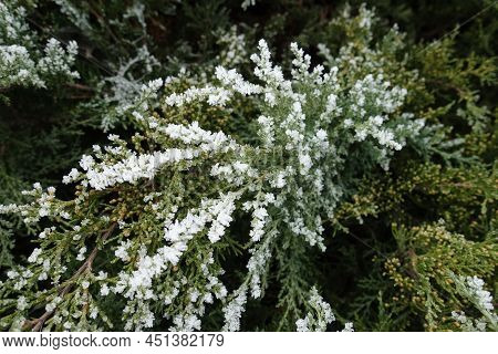 Shoot Of Juniper Covered With Hoar Frost In Mid January