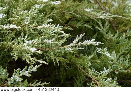 Thin Branches Of Juniper Covered With Hoar Frost In Mid January
