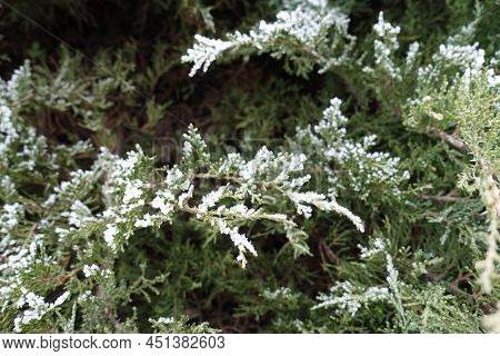 White Hoar Frost On Branches Of Juniper In Mid January