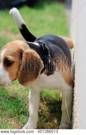 Close-up Of Dog Peeing. Beagle Dog Peeing On The Wall. Dog Peeing In The Park. Urinating.