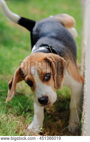 Close-up Of Dog Peeing. Beagle Dog Peeing On The Wall. Dog Peeing In The Park. Urinating.