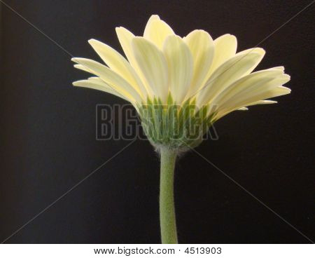 Crema fiore