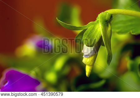 Garden Pansy, Flower Viola Wittrockiana Gams, Flower Bud