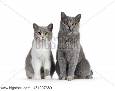 Two Tortie British Shorthair Cat, Sitting Together Beside Each Other Facing Front. Looking Towards C