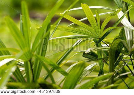 The Leaves Of The Raphis Palm Plant Are Green With Finger-shaped Leaves, The Background Of The Green