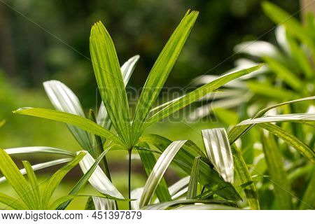 The Leaves Of The Raphis Palm Plant Are Green With Finger-shaped Leaves, The Background Of The Green