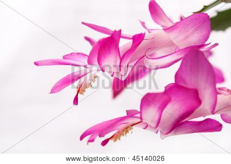 สมุนไพรในร่ม - ดอกไม้สีม่วง Zygocactus Buckleyi