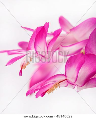 สมุนไพรในร่ม - ดอกไม้สีม่วง Zygocactus Buckleyi
