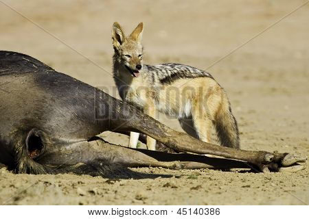 Musta tukena Jackal syöminen kuollut gnuu