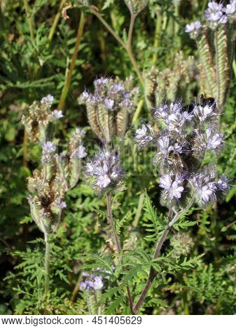 Plantation Of Flowering Phacelia. Blue Phacelia Or Purple Phacelia - Honey Plant