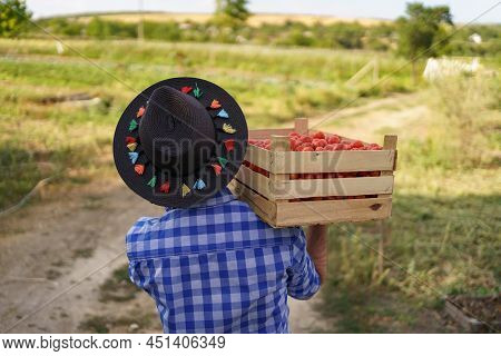 Happy Farmer Holding Harvested Eco Tomatoes Walking With A Full Crate On Hist Shoulders