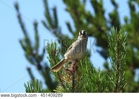 A White-crowned Sparrow, Perched In A Pine Tree, In The Pacific Northwest, Siuslaw National Forest, 