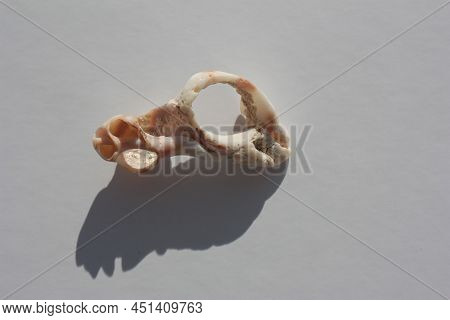 Polished By Sea And Sand Seashell Of Sea Snail Purple Dye Murex Or Dye Murex, Murex (bolinus Brandar