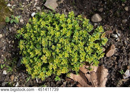 Spinach Plants At The Plantation. Leafy Green Vegetable.spinacia Oleracea.