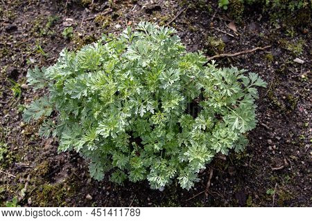 Artemisia Absinthium Or Wormwood Plant