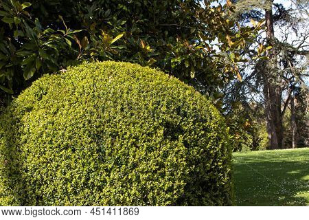 Common Box, Boxwood Or Buxus Sempervirens Topiary In The Sunny Garden.
