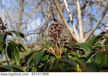 Trochodendron Aralioides Or Wheel Tree Branches.