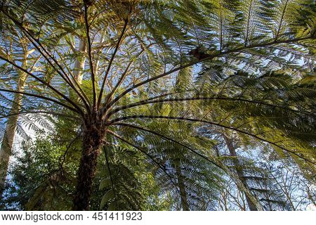 Tree Fern In The Enchanted Forest