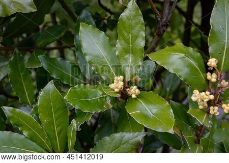 Spinach Plants At The Plantation. Leafy Green Vegetable.spinacia Oleracea.