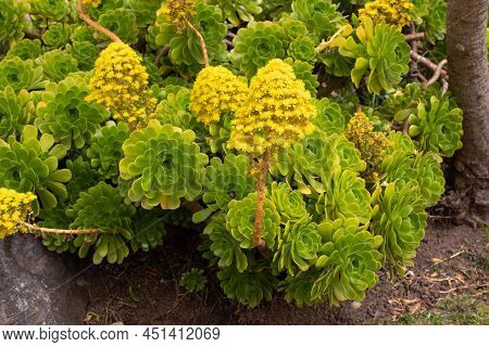 Aeonium Arboreum Or Tree Aeonium Plants In The Spring