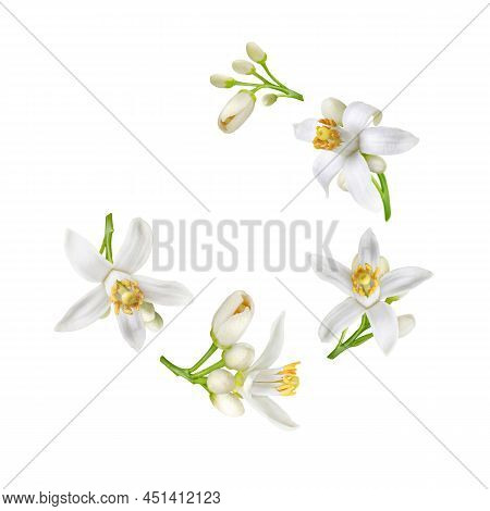 Spinach Plants At The Plantation. Leafy Green Vegetable.spinacia Oleracea.