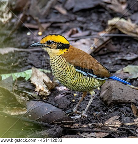 Nature Wildlife Image Of Borneo Banded Pitta (hydrornis Schwaneri) It Is Found Only In Borneo