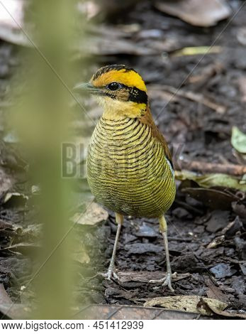 Nature Wildlife Image Of Borneo Banded Pitta (hydrornis Schwaneri) It Is Found Only In Borneo