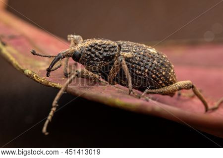 Macro Image A A Weevil On Green Leaf