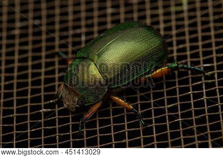 Nature Wildlife Macro Image Of Leaf Chafers Mimela Chrysoprasa On Deep Jungle