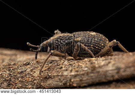 Macro Image A A Weevil On Green Leaf