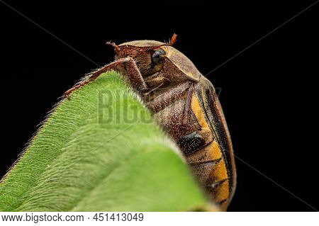 Nature Wildlife Macro Image Of Cockchafers ( Exopholis Hypoleuca) On Green Leaves