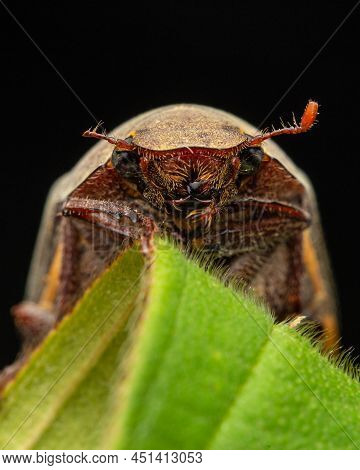 Nature Wildlife Macro Image Of Cockchafers ( Exopholis Hypoleuca) On Green Leaves