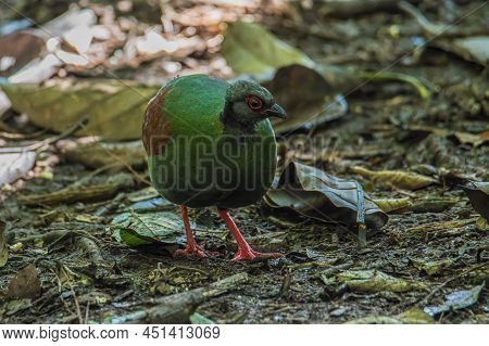 A Crested Partridge (rollulus Rouloul) Also Known As The Crested Wood Partridge, Roul-roul, Red-crow