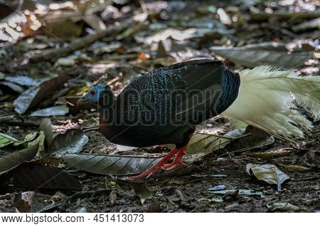 A Rare Big Bird Species Bulwer's Pheasant (rare Endemic) Found On Deep Jungle Forest At Sabah, Borne