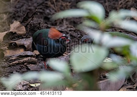 A Crested Partridge (rollulus Rouloul) Also Known As The Crested Wood Partridge, Roul-roul, Red-crow