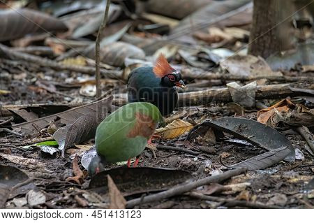 A Crested Partridge (rollulus Rouloul) Also Known As The Crested Wood Partridge, Roul-roul, Red-crow