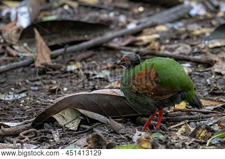 A Crested Partridge (rollulus Rouloul) Also Known As The Crested Wood Partridge, Roul-roul, Red-crow