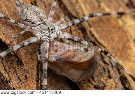 Nature Wildlife Lmage Of Common Two-tailed Spider Enjoying Meal