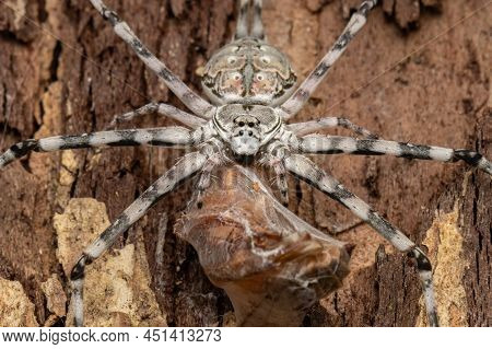 Nature Wildlife Image Of Common Two-tailed Spider Enjoying Meal
