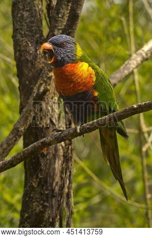 The Rainbow Lorikeet (trichoglossus Moluccanus) In Zoo.