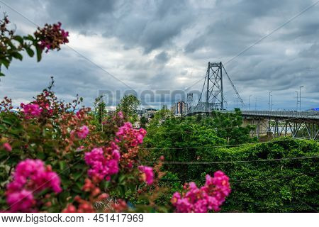 Hercilio Luz Bridge With Pink Flowersand Cloudy Sky In Florianopolis, Brazil