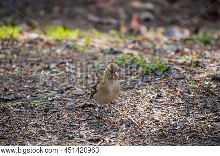The Common Finch Female, Fringilla Coelebs, Sits On The Ground In Spring. Beautiful Forest Bird Comm