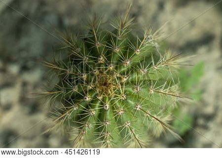 Golden Torch Cacti High Angle View Closeup