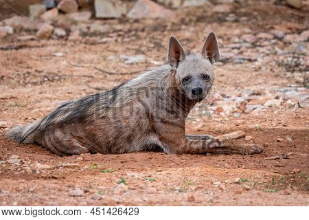 Closeup Of Striped Hyena With Eye Contact During Outdoor Jungle Safari In Forest Of Rajasthan India 
