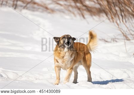 A Cute Dog Is Sitting In The Cold Snow And Looking At The Camera With Clever Loki. Homeless Hungry D