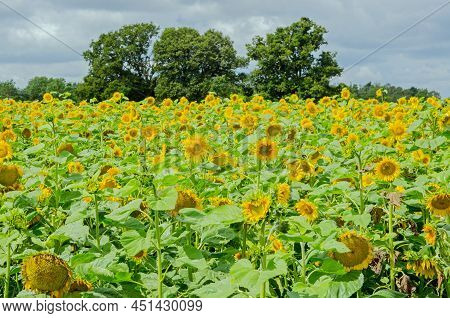 A Field Of Sunflowers Blooming In The Summer Sunshine In A Field In Hampshire, England.