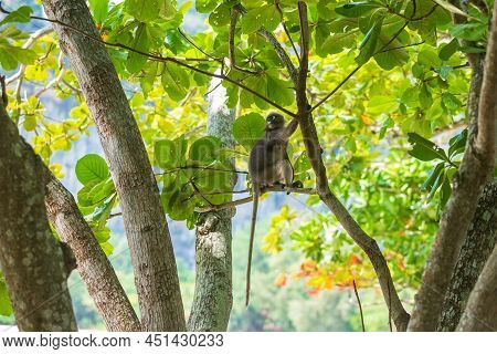Dusky Leaf Langur Monkey (trachypithecus Obscurus) Hang And Eat Green Leaves On The Tree At Railay B