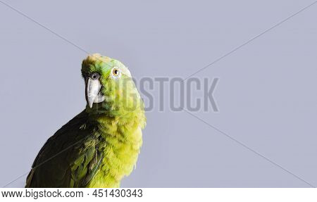 Closeup Of A Green Feather Parrot, A Green Psittacoidea In White Background, Closeup Of A Green Parr