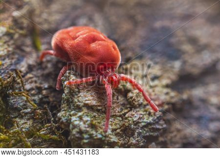 Velvet Mite - Trombidium Holosericeum Walking On A Tree