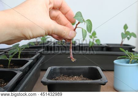 Shank In Hand. Propagation Of Plants By Cuttings. Balsam Walterra. Roots. Rooting.